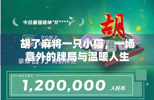 胡了麻将一只小猫,一场意外的牌局与温暖人生 胡了麻将一只小猫,一场意外的牌局与温暖人生